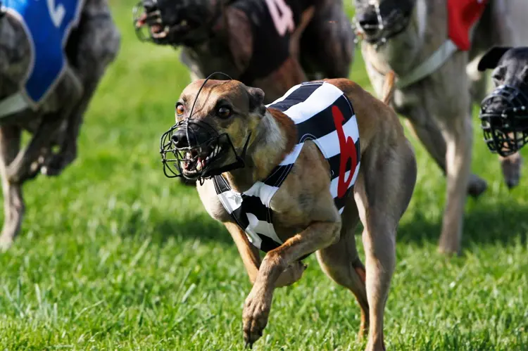 Hundesportler & Züchter