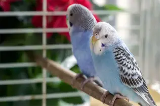 Tiertransport Vögel