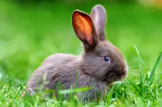 Tiertransport Kleintiere