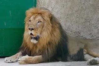 Tiertransport Zootiere