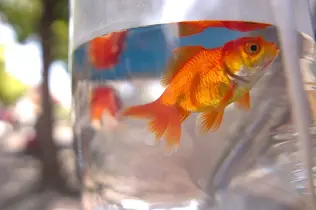 Tiertransport Fische