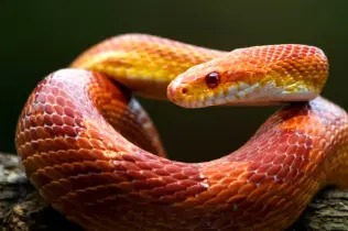 Tiertransport Reptilien