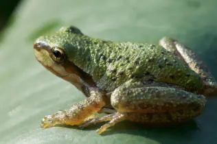 Tiertransport Amphibien