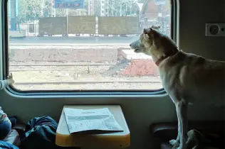 Tiertransport Privatkunden